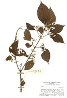 藏品(莢蒾屬)的圖片